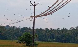 പുത്തന്‍ചിറ പാടശേഖരത്തില്‍ ആറ്റക്കിളി ആക്രമണം