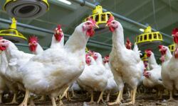 പക്ഷിപ്പനി: കോഴി വില്‍പ്പന നിരോധിക്കാനുള്ള തീരുമാനം പുനപ്പരിശോധിയ്ക്കണമെന്ന് സംസ്ഥാനങ്ങളോട് കേന്ദ്രം