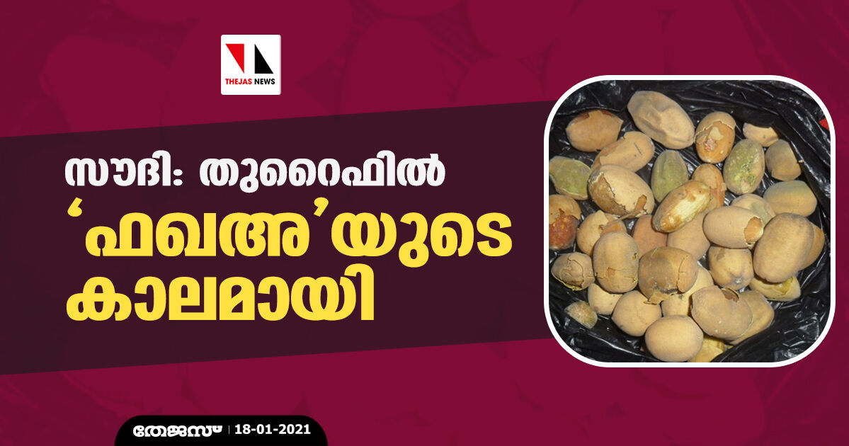 സൗദി: തുറൈഫില്‍ ഫഖഅയുടെ കാലമായി