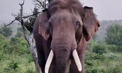 തൃശൂര്‍ വാല്‍പ്പാറയില്‍ കാട്ടാന ആക്രമണം; എസ്റ്റേറ്റ് വാച്ച്മാന്‍ മരിച്ചു