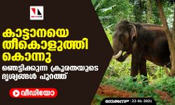 കാട്ടാനയെ തീകൊളുത്തി കൊന്നു: ഞെട്ടിക്കുന്ന ക്രൂരതയുടെ ദൃശ്യങ്ങള്‍ പുറത്ത് (വീഡിയോ)
