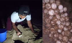 കടലാമകള്‍ മുട്ടയിട്ടു തുടങ്ങി:  സംരക്ഷണ കവചമൊരുക്കി വനംവകുപ്പ്