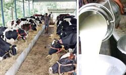 ക്ഷീര വികസന വകുപ്പിന്റെ മാധ്യമഅവാര്‍ഡിന് അപേക്ഷിക്കാം