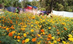 പള്ളിപ്പുറത്ത് പൂക്കാലം; പൂകൃഷിയില്‍ നേട്ടം കൊയ്ത് തൊഴിലുറപ്പ് തൊഴിലാളികള്‍