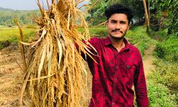 കൊവിഡ് അവധി കാലത്തെ നെല്‍കൃഷി വിളവെടുത്ത് നഴ്‌സിങ് വിദ്യാര്‍ഥി