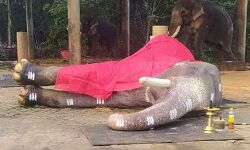 ഗജവീരന്‍ മംഗലാംകുന്ന് കര്‍ണന്‍ ചരിഞ്ഞു