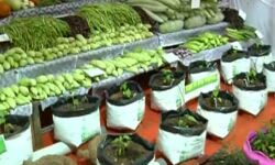 വൈഗ കാര്‍ഷിക മേളയുടെ ആസൂത്രണയോഗം