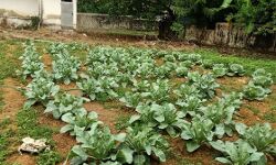 ആറ് മാസം കൊണ്ട് 400 ഏക്കര്‍ തരിശ് കൃഷിഭൂമിയായി; സുഭിക്ഷ കേരളത്തില്‍ തിളങ്ങി കുമരകം