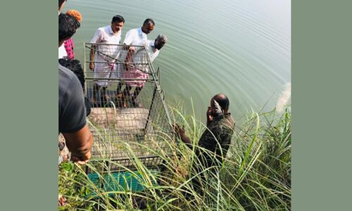 ചാലിയാറില്‍ നീര്‍നായശല്യം: നടപടിയുമായി കീഴുപറമ്പ് ഗ്രാമപഞ്ചായത്തും വനംവകുപ്പും