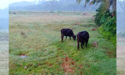 കൃഷിഭൂമി തരിശിടരുതെന്ന സർക്കാർ ഉത്തരവിനോട് കിഴുപറമ്പ് പഞ്ചായത്തിന് അവഗണന