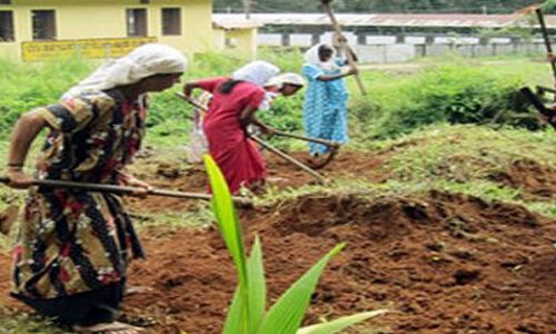 ട്രൈബല്‍ പ്‌ളസ്: ആദിവാസി മേഖലയില്‍ നൂറ് തൊഴില്‍ ദിനങ്ങള്‍ ലഭിച്ചത് 57,521 പേര്‍ക്ക്