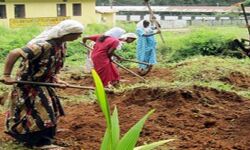 ട്രൈബല്‍ പ്‌ളസ്: ആദിവാസി മേഖലയില്‍ നൂറ് തൊഴില്‍ ദിനങ്ങള്‍ ലഭിച്ചത് 57,521 പേര്‍ക്ക്