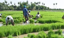 തമിഴ്‌നാട്ടില്‍ 16 ലക്ഷത്തിലധികം കര്‍ഷകരുടെ വായ്പ എഴുതിത്തള്ളും