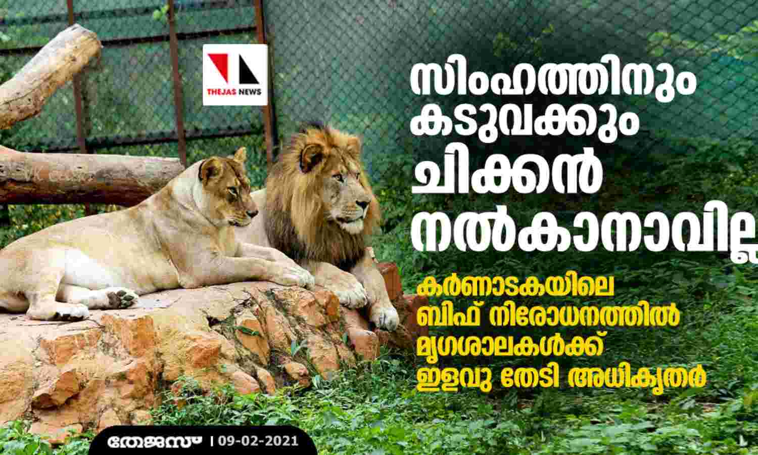 സിംഹത്തിനും കടുവക്കും ചിക്കന് നല്കാനാവില്ല: കര്ണാടകയിലെ ബിഫ് നിരോധനത്തില് മൃഗശാലകള്ക്ക് ഇളവു തേടി അധികൃതര് സിംഹത്തിനും കടുവക്കും ചിക്കന് നല്കാനാവില്ല: കര്ണാടകയിലെ ബിഫ് നിരോധനത്തില് മൃഗശാലകള്ക്ക് ഇളവു തേടി അധികൃതര്