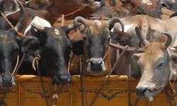 പ്രതിഷേധത്തിനിടയില്‍ കര്‍ണാടകയില്‍ ഗോവധ നിരോധന നിയമം ലജിസ്ലേറ്റീവ് കൗണ്‍സില്‍ പാസ്സാക്കി