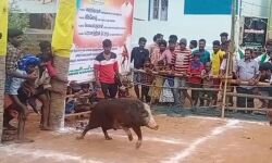 തമിഴ്‌നാട്ടില്‍ പന്നി ജല്ലിക്കട്ട് നടത്തിയവര്‍ക്കെതിരേ കേസ്