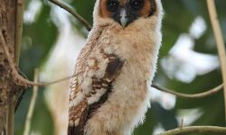 കൊല്ലിക്കുറവനെ നിലമ്പൂര്‍ കാട്ടില്‍  കണ്ടെത്തി