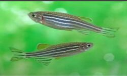 സീബ്രാഫിഷ് റിസര്‍ച്ച് ഫെസിലിറ്റി സംവിധാനം ആരംഭിച്ചു;  എലികളിലും മുയലുകളിലുമുള്ള പരീക്ഷണങ്ങളേക്കാള്‍ സൗകര്യപ്രദം