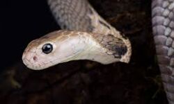 വിനോദ യാത്രക്കിടെ പാമ്പു കടിയേറ്റു ചികില്‍സയിലായിരുന്ന യുവാവ് മരിച്ചു