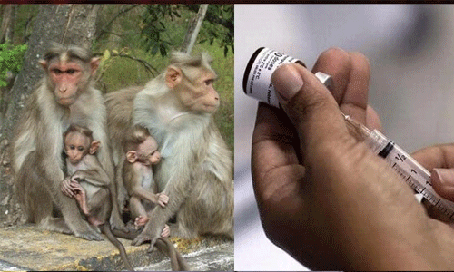 വയനാട് ജില്ലയില് കുരങ്ങു പനി പ്രതിരോധ പ്രവര്ത്തനങ്ങള് ഊര്ജിതമാക്കും വയനാട് ജില്ലയില് കുരങ്ങു പനി പ്രതിരോധ പ്രവര്ത്തനങ്ങള് ഊര്ജിതമാക്കും
