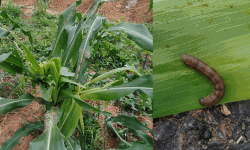 വയനാട്ടില്‍ ധാന്യങ്ങളും പച്ചക്കറികളും നശിപ്പിക്കുന്ന വിദേശ കീടം