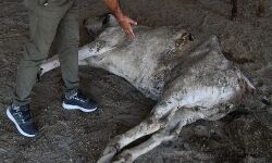 ഗര്‍ഭിണിയായ പശുവിന്റെ വയറ്റില്‍ നിന്ന് പുറത്തെടുത്തത് 71 കിലോ മാലിന്യം