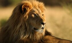 ഗുജറാത്തില്‍ രണ്ടു വര്‍ഷത്തിനിടെ 313 സിംഹങ്ങള്‍ മരണപ്പെട്ടു