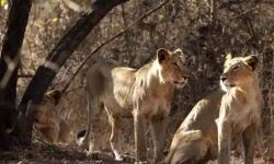 ഗുജറാത്തിലെ ഗിര്‍ വനത്തില്‍ പെണ്‍സിംഹത്തെ ഉപദ്രവിച്ചതിന് ഏഴുപേര്‍ക്ക് തടവ്