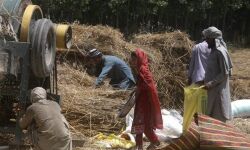 കാര്‍ഷിക പ്രതിസന്ധി: ഇന്ത്യന്‍ കര്‍ഷകരെ മാതൃകയാക്കി പാകിസ്താന്‍ കര്‍ഷകരും പ്രക്ഷോഭത്തിലേക്ക്