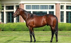 കുതിരയെ വാങ്ങാന്‍ അനുമതി വേണമെന്ന് കലക്ടറേറ്റ് ജീവനക്കാരന്‍