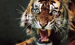 ജനവാസ മേഖലയില് ഇറങ്ങിയ കടുവയെ പിടികൂടി ജനവാസ മേഖലയില് ഇറങ്ങിയ കടുവയെ പിടികൂടി