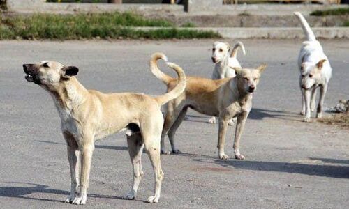 പത്തനംതിട്ട നഗരത്തില്‍ തെരുവുനായ ആക്രമണം; 14 പേര്‍ക്ക് കടിയേറ്റു
