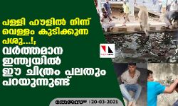 പള്ളി ഹൗളില്‍ നിന്ന് വെള്ളം കുടിക്കുന്ന പശു...!; വര്‍ത്തമാന ഇന്ത്യയില്‍ ഈ ചിത്രം പലതും പറയുന്നുണ്ട്