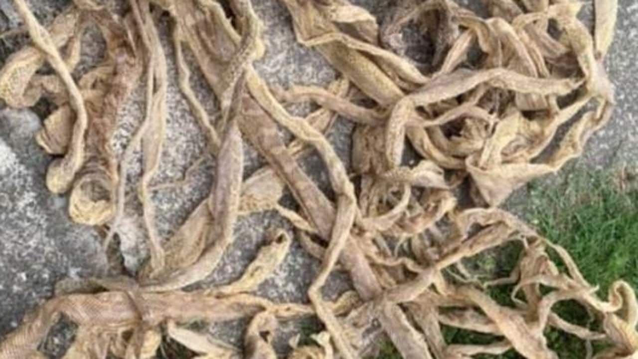 വീടിന്റെ മച്ചിന്മുകളില് നിന്നും ലഭിച്ചത് 57 പാമ്പിന്തോലുകള്: അമ്പരന്ന് വീട്ടുകാര് വീടിന്റെ മച്ചിന്മുകളില് നിന്നും ലഭിച്ചത് 57 പാമ്പിന്തോലുകള്: അമ്പരന്ന് വീട്ടുകാര്