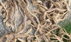 വീടിന്റെ മച്ചിന്‍മുകളില്‍ നിന്നും ലഭിച്ചത് 57 പാമ്പിന്‍തോലുകള്‍: അമ്പരന്ന് വീട്ടുകാര്‍