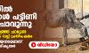 യുപിയിലെ ഗോ ശാലയില്‍ പശുക്കള്‍ പട്ടിണി കിടന്ന് ചാവുന്നു (വീഡിയോ)