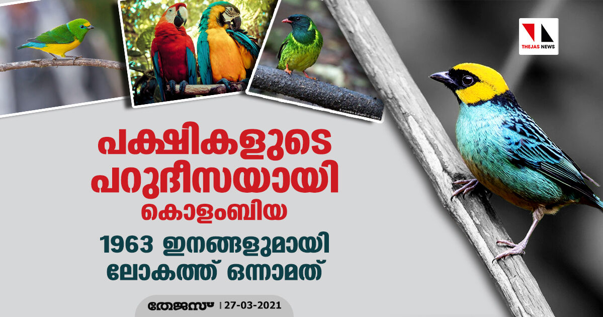 പക്ഷികളുടെ പറുദീസയായി കൊളംബിയ; 1963 ഇനങ്ങളുമായി ലോകത്ത് ഒന്നാമത് പക്ഷികളുടെ പറുദീസയായി കൊളംബിയ; 1963 ഇനങ്ങളുമായി ലോകത്ത് ഒന്നാമത്