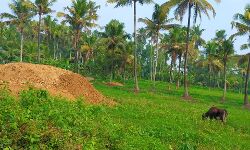 തിരഞ്ഞെടുപ്പിന്റെ മറവില്‍ നിലം നികത്തല്‍