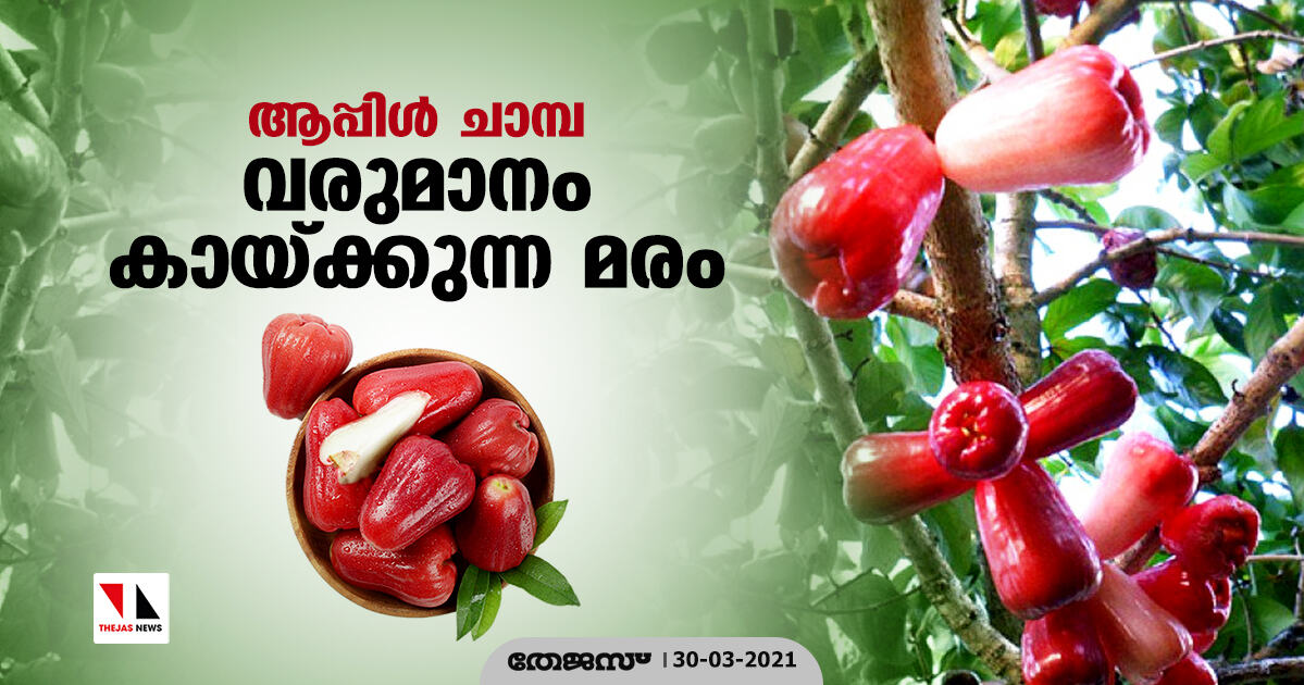 ആപ്പിള്‍ ചാമ്പ: വരുമാനം കായ്ക്കുന്ന മരം