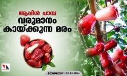 ആപ്പിള്‍ ചാമ്പ: വരുമാനം കായ്ക്കുന്ന മരം