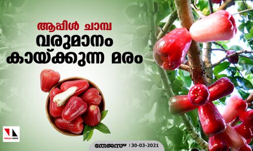 ആപ്പിള്‍ ചാമ്പ: വരുമാനം കായ്ക്കുന്ന മരം