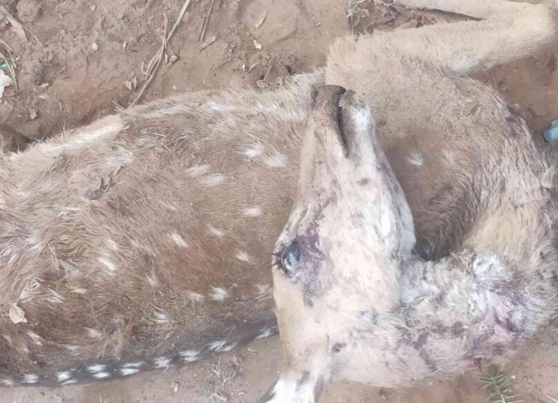 തിരൂര് പുറത്തൂരില് മാന് ചത്ത നിലയില് കണ്ടെത്തി തിരൂര് പുറത്തൂരില് മാന് ചത്ത നിലയില് കണ്ടെത്തി