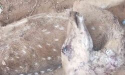 തിരൂര്‍ പുറത്തൂരില്‍ മാന്‍ ചത്ത നിലയില്‍ കണ്ടെത്തി