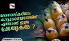മഡഗാസ്‌കറിലെ കാട്ടുവാഴപ്പഴത്തിന് എന്താണ് ഇത്ര പ്രത്യേകത ?