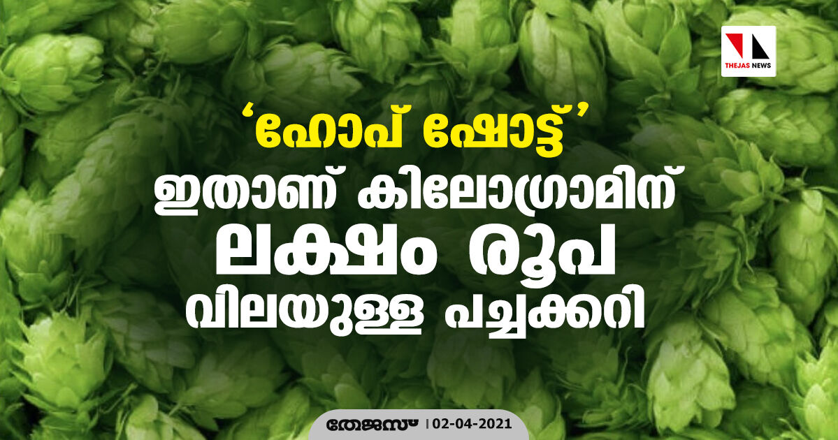 ഹോപ് ഷോട്ട് : ഇതാണ് കിലോഗ്രാമിന് ലക്ഷം രൂപ വിലയുള്ള പച്ചക്കറി