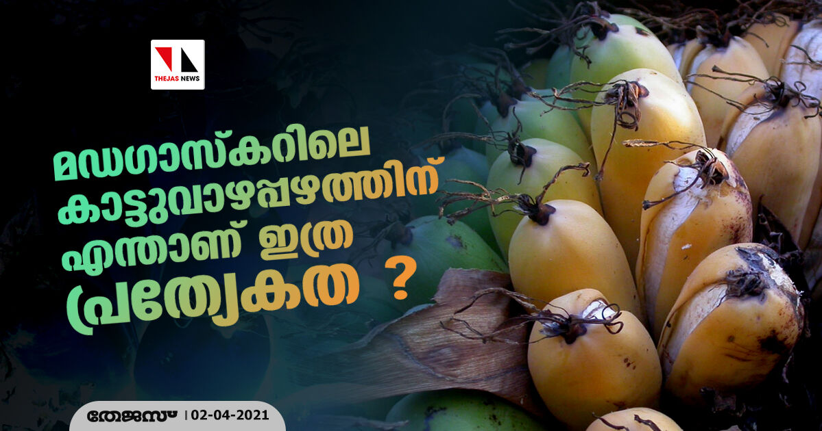 മഡഗാസ്കറിലെ കാട്ടുവാഴപ്പഴത്തിന് എന്താണ് ഇത്ര പ്രത്യേകത ? മഡഗാസ്കറിലെ കാട്ടുവാഴപ്പഴത്തിന് എന്താണ് ഇത്ര പ്രത്യേകത ?