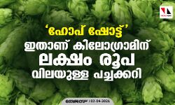 ഹോപ് ഷോട്ട് : ഇതാണ് കിലോഗ്രാമിന് ലക്ഷം രൂപ വിലയുള്ള പച്ചക്കറി