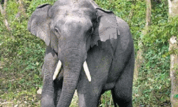 വിറക് ശേഖരിക്കാന്‍ പോയ വീട്ടമ്മ കാട്ടാനയുടെ ആക്രമണത്തില്‍ കൊല്ലപ്പെട്ടു