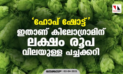 ഹോപ് ഷോട്ട് : ഇതാണ് കിലോഗ്രാമിന് ലക്ഷം രൂപ വിലയുള്ള പച്ചക്കറി