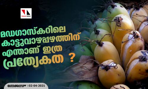മഡഗാസ്കറിലെ കാട്ടുവാഴപ്പഴത്തിന് എന്താണ് ഇത്ര പ്രത്യേകത ? മഡഗാസ്കറിലെ കാട്ടുവാഴപ്പഴത്തിന് എന്താണ് ഇത്ര പ്രത്യേകത ?